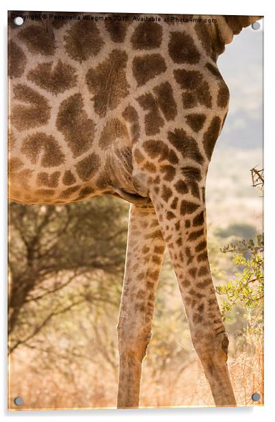  Giraffe Acrylic by Petronella Wiegman