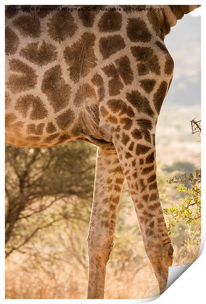  Giraffe Print by Petronella Wiegman
