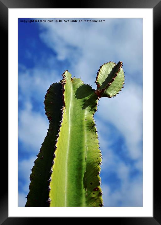  Canary Island Cactus Framed Mounted Print by Frank Irwin
