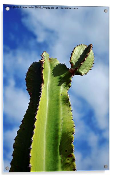  Canary Island Cactus Acrylic by Frank Irwin