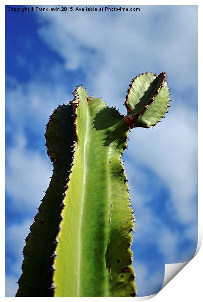  Canary Island Cactus Print by Frank Irwin