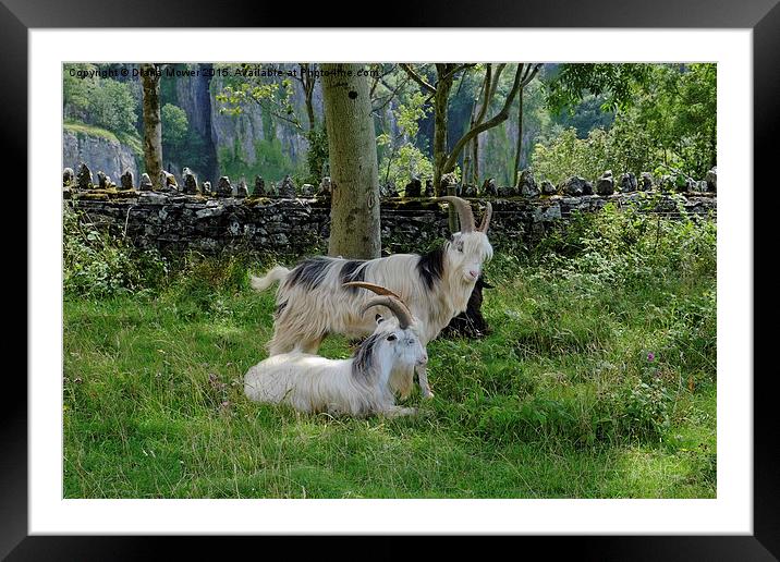  Cheddar Gorge  Goats Framed Mounted Print by Diana Mower