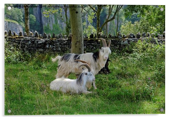  Cheddar Gorge  Goats Acrylic by Diana Mower