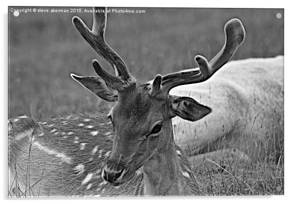 Fallow deer b/w Acrylic by steve akerman