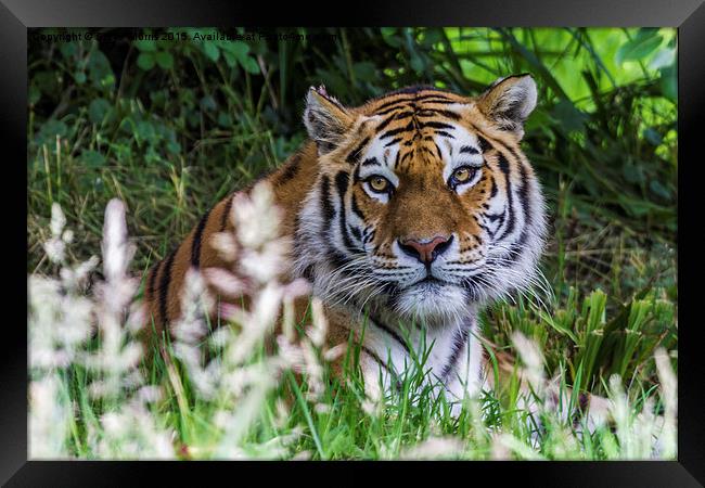  Amur Tiger Framed Print by Steve Morris
