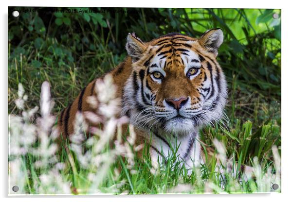  Amur Tiger Acrylic by Steve Morris