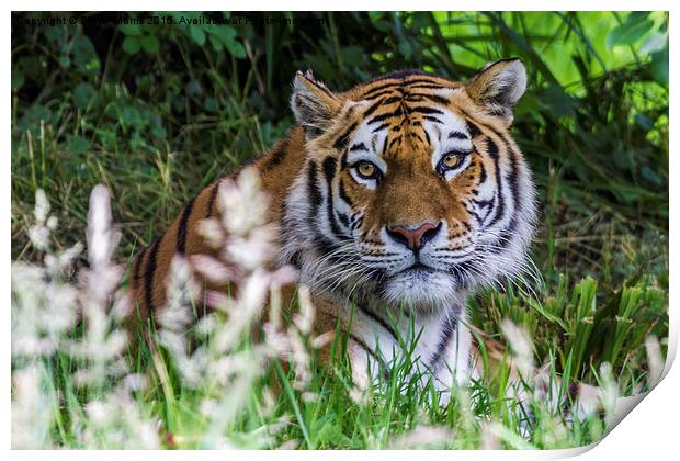  Amur Tiger Print by Steve Morris