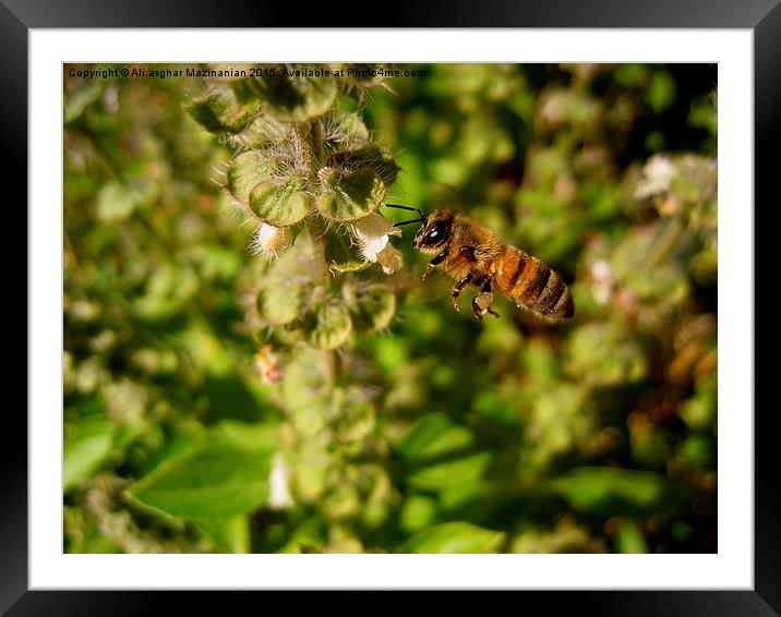  Getting near basil, Framed Mounted Print by Ali asghar Mazinanian