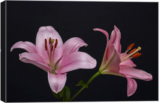 Pink Lilies 1 Canvas Print by Steve Purnell
