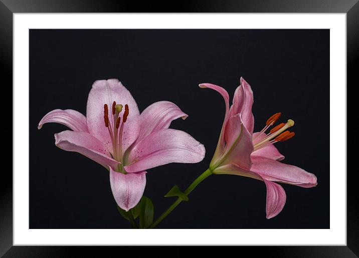 Pink Lilies 1 Framed Mounted Print by Steve Purnell