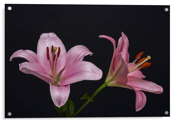Pink Lilies 1 Acrylic by Steve Purnell