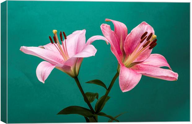 Pink Lilies 2 Canvas Print by Steve Purnell