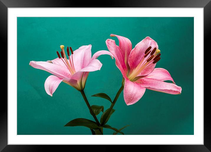 Pink Lilies 2 Framed Mounted Print by Steve Purnell