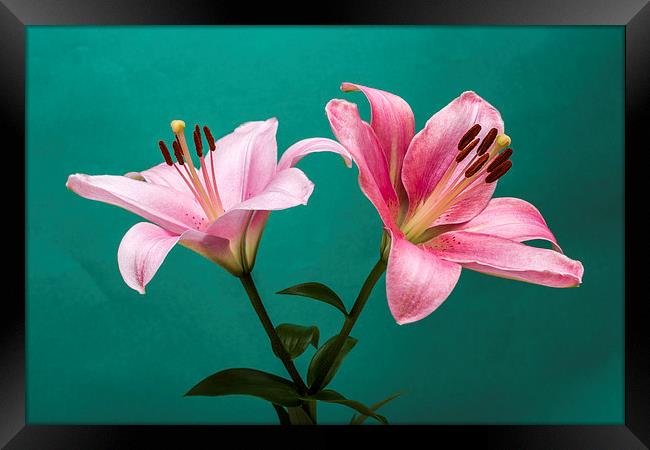 Pink Lilies 2 Framed Print by Steve Purnell