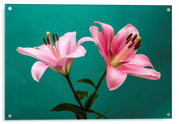 Pink Lilies 2 Acrylic by Steve Purnell