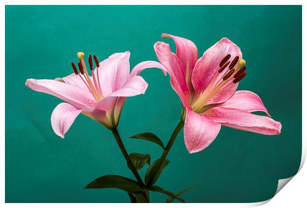Pink Lilies 2 Print by Steve Purnell