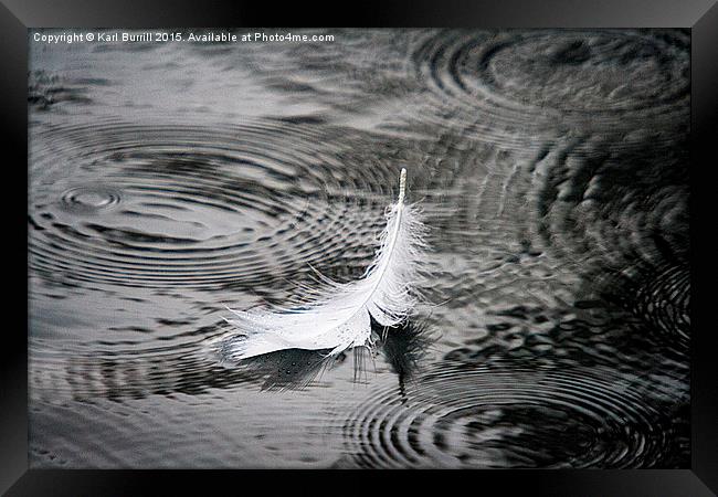  Swan feather Framed Print by Karl Burrill