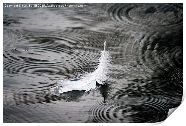  Swan feather Print by Karl Burrill