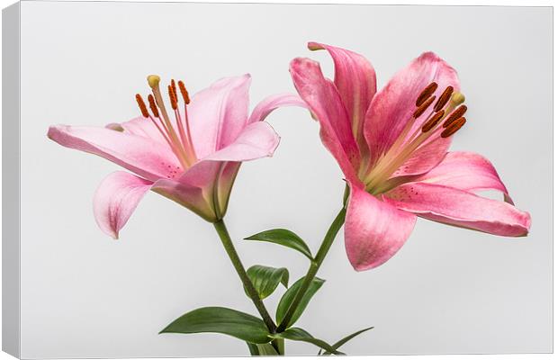 Pink Lilies 3 Canvas Print by Steve Purnell