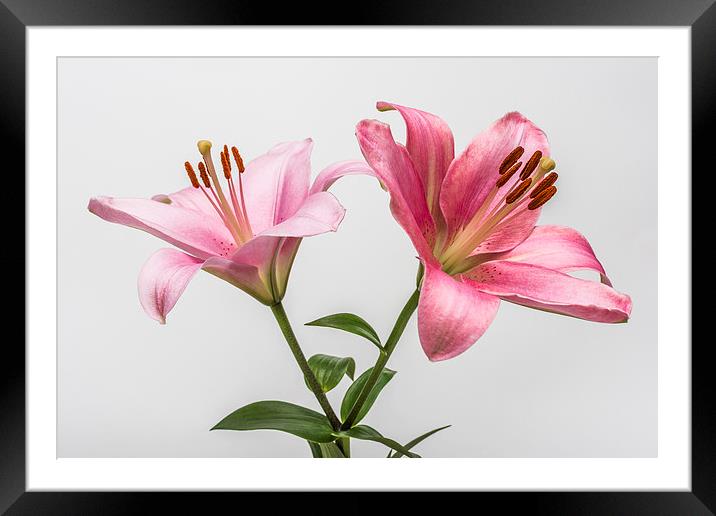 Pink Lilies 3 Framed Mounted Print by Steve Purnell