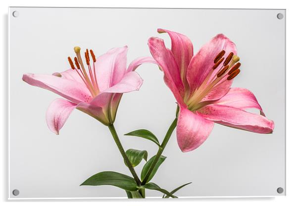 Pink Lilies 3 Acrylic by Steve Purnell