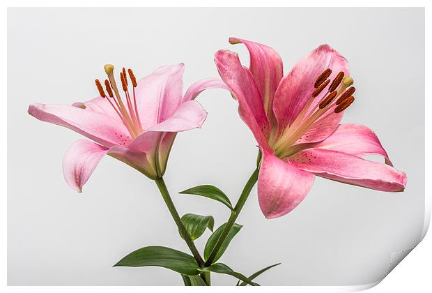Pink Lilies 3 Print by Steve Purnell