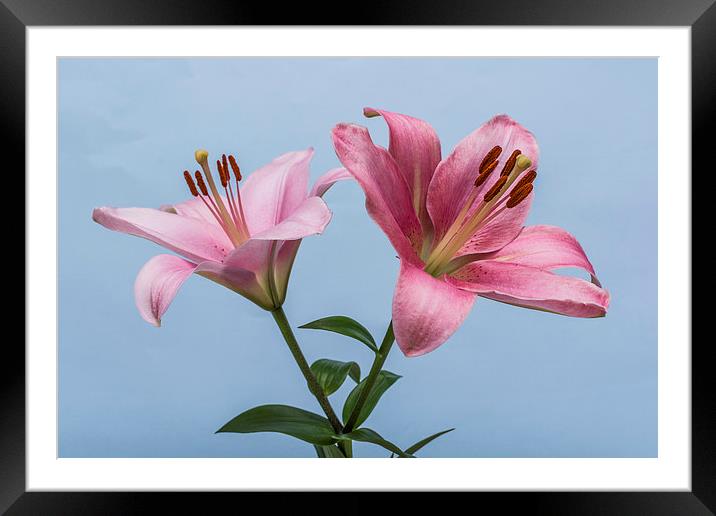 Pink Lilies 4 Framed Mounted Print by Steve Purnell