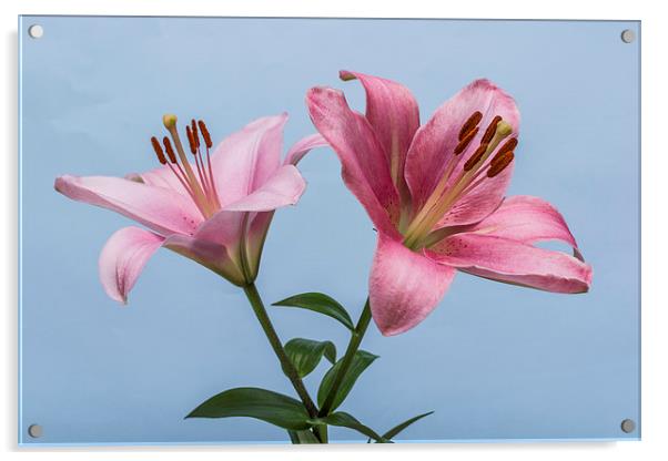 Pink Lilies 4 Acrylic by Steve Purnell