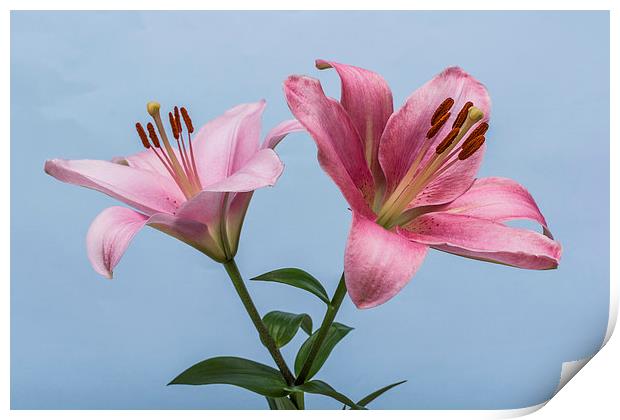 Pink Lilies 4 Print by Steve Purnell