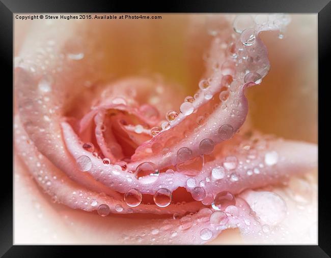  Water drops on a Rose flower Framed Print by Steve Hughes