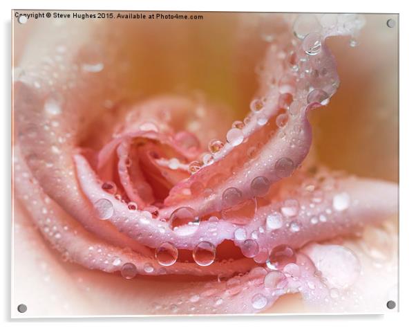 Water drops on a Rose flower Acrylic by Steve Hughes