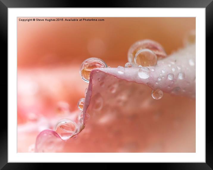 water droplets on petals Framed Mounted Print by Steve Hughes