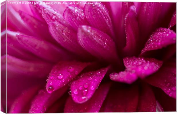  Pretty pink petals with morning dew Canvas Print by Lynne Morris (Lswpp)