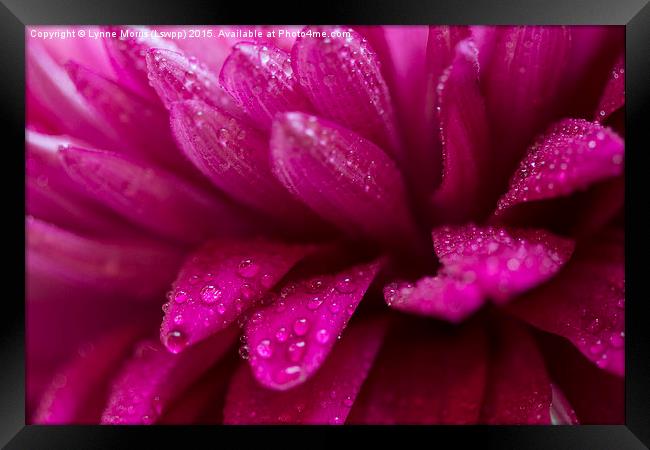  Pretty pink petals with morning dew Framed Print by Lynne Morris (Lswpp)