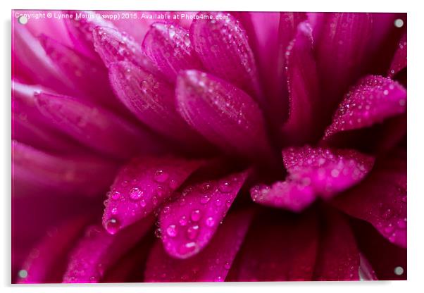  Pretty pink petals with morning dew Acrylic by Lynne Morris (Lswpp)