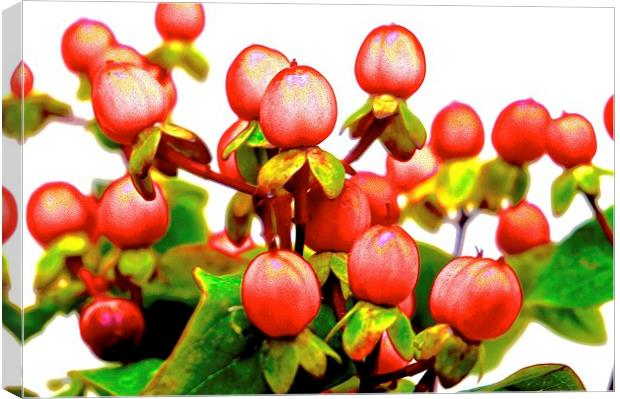  Red Hypericum Berries Canvas Print by Sue Bottomley