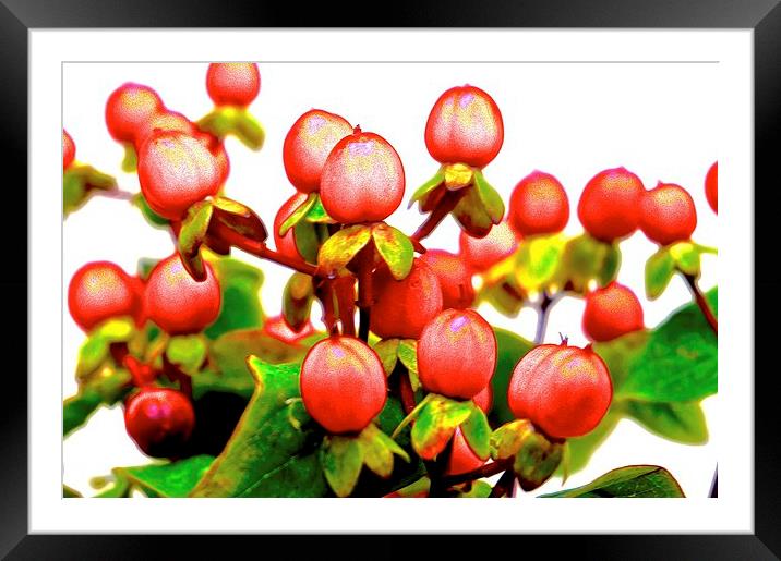  Red Hypericum Berries Framed Mounted Print by Sue Bottomley