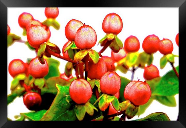  Red Hypericum Berries Framed Print by Sue Bottomley