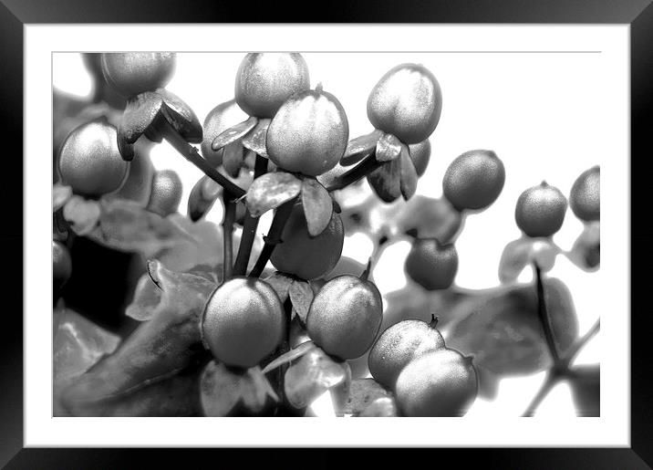  Black and White Photograph of Red Hypericum Berri Framed Mounted Print by Sue Bottomley