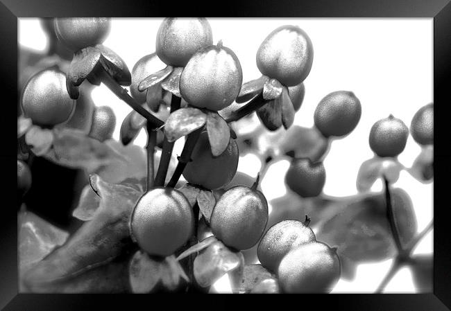  Black and White Photograph of Red Hypericum Berri Framed Print by Sue Bottomley