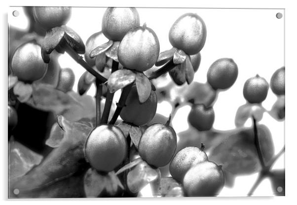  Black and White Photograph of Red Hypericum Berri Acrylic by Sue Bottomley