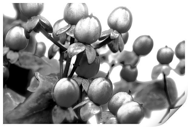  Black and White Photograph of Red Hypericum Berri Print by Sue Bottomley
