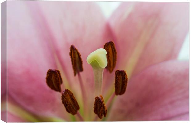 Pink Lily 1 Canvas Print by Steve Purnell