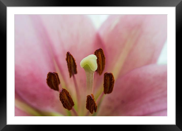 Pink Lily 1 Framed Mounted Print by Steve Purnell