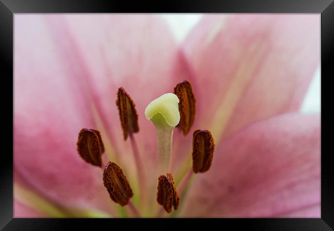 Pink Lily 1 Framed Print by Steve Purnell