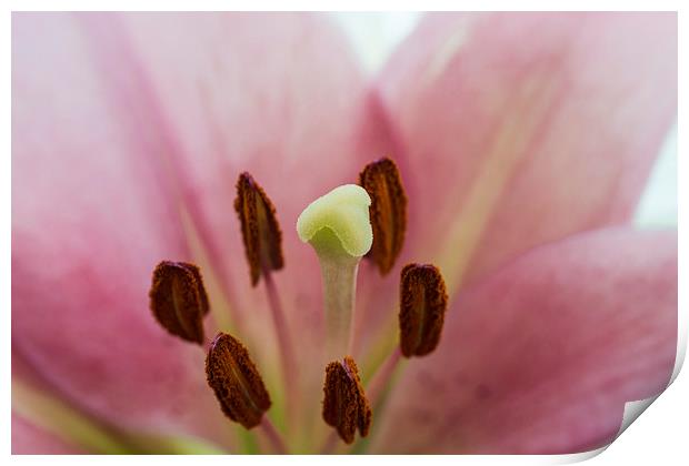 Pink Lily 1 Print by Steve Purnell