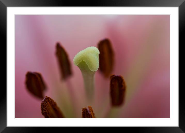 Pink Lily 2 Framed Mounted Print by Steve Purnell