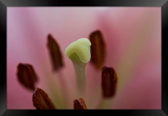Pink Lily 2 Framed Print by Steve Purnell