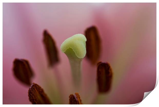 Pink Lily 2 Print by Steve Purnell