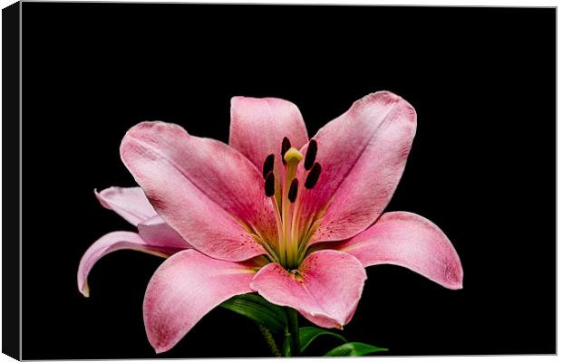 Fragile Beauty of Pink Lilies Canvas Print by Steve Purnell